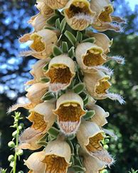 Image result for Digitalis ferruginea Gigantea