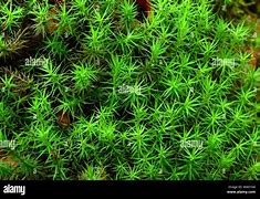 Image result for Common HairCap Moss