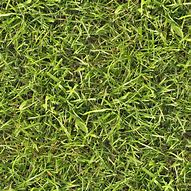 Image result for Flower Grass Texture