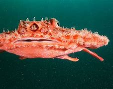 Image result for Weird Fish