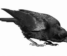 Image result for Black Crow Transparent