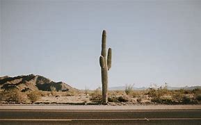 Image result for Desert Cactus 4K