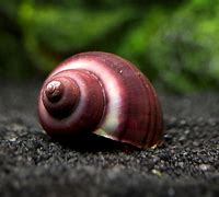 Image result for Purple Grandpa Snail