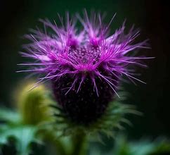 Image result for Green Things Nature