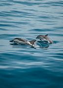 Image result for Ocean Dolphins Jumping