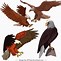 Image result for Hawk Vector Logo