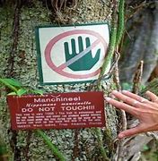 Image result for Manchineel Fruit Aka Little Apple of Death