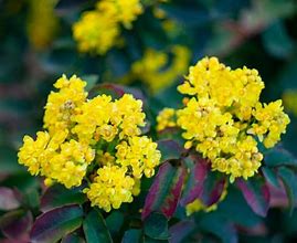 Image result for Evergreen Shrub with Yellow Flowers