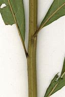 Image result for Vernonia noveboracensis