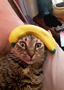 Image result for Banana Cat Funny