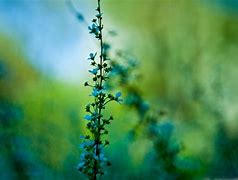 Image result for Plant Mac Wallpaper