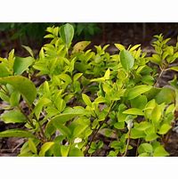 Image result for Ligustrum japonicum Korean Dwarf