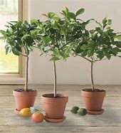 Image result for Mini Lime Tree