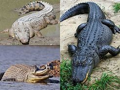 Image result for Difference Between Crocodile and Alligator Kids
