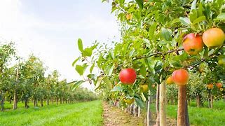 Image result for Apple Orchard High Resolution