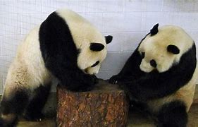 Image result for Adelaide Zoo Pandas