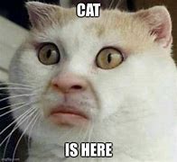 Image result for Cursed Cat Man Meme