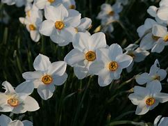 Image result for Narcissus actaea
