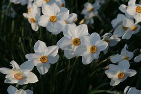 Afbeeldingsresultaten voor Narcissus Actaea