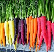 Image result for Colored Carrots