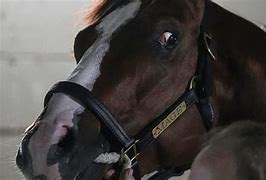 Image result for Who Won Preakness Horse Race