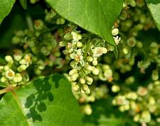 Image result for Poison Ivy Berries and Flowers