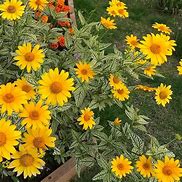 Image result for Heliopsis helianthoides Loraine Sunshine