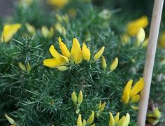 Image result for Ulex gallii Mizen Head