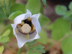 Image result for Codonopsis thalictrifolia