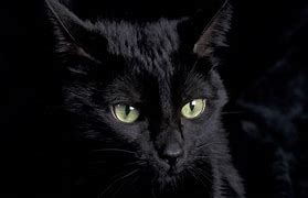 Image result for Free Black Cat Wallpaper