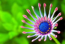 Image result for Cute Flowers Images Download