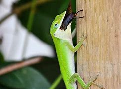 Image result for Green Anole Lizard Food