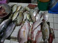 Image result for Local Fish in Philippinse