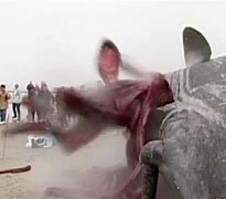 Image result for Whale Blast