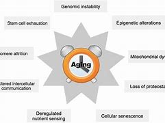 Image result for Aging Process Cartoon