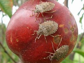 Image result for "apple-red-bug"