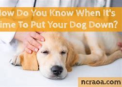 Image result for Put a Dog Down Room