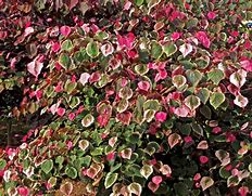 Image result for Cercis canadensis Carolina Sweetheart