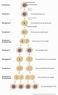 Image result for Mitosis and Meiosis Chromosome Numbers