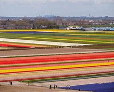 Image result for Tulip Fields Aerial