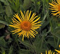 Image result for Inula hirta