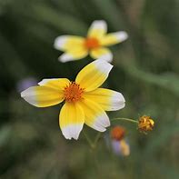 Image result for Bidens heterophylla Lemon Drop