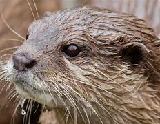 Image result for Otter Side View