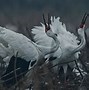 Image result for Siberian Crane Native Place