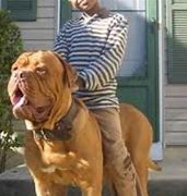 Image result for Mastiff Next to Person