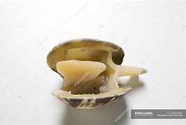 Image result for Opened Clam