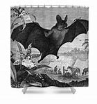 Image result for Scary Vampire Bat Drawing