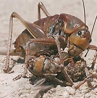Image result for Different Species of Crickets