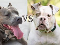 Image result for Pit Bull vs Bulldog