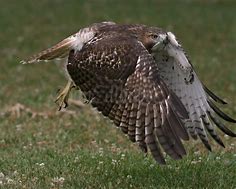 Image result for Hawk Catching Prey